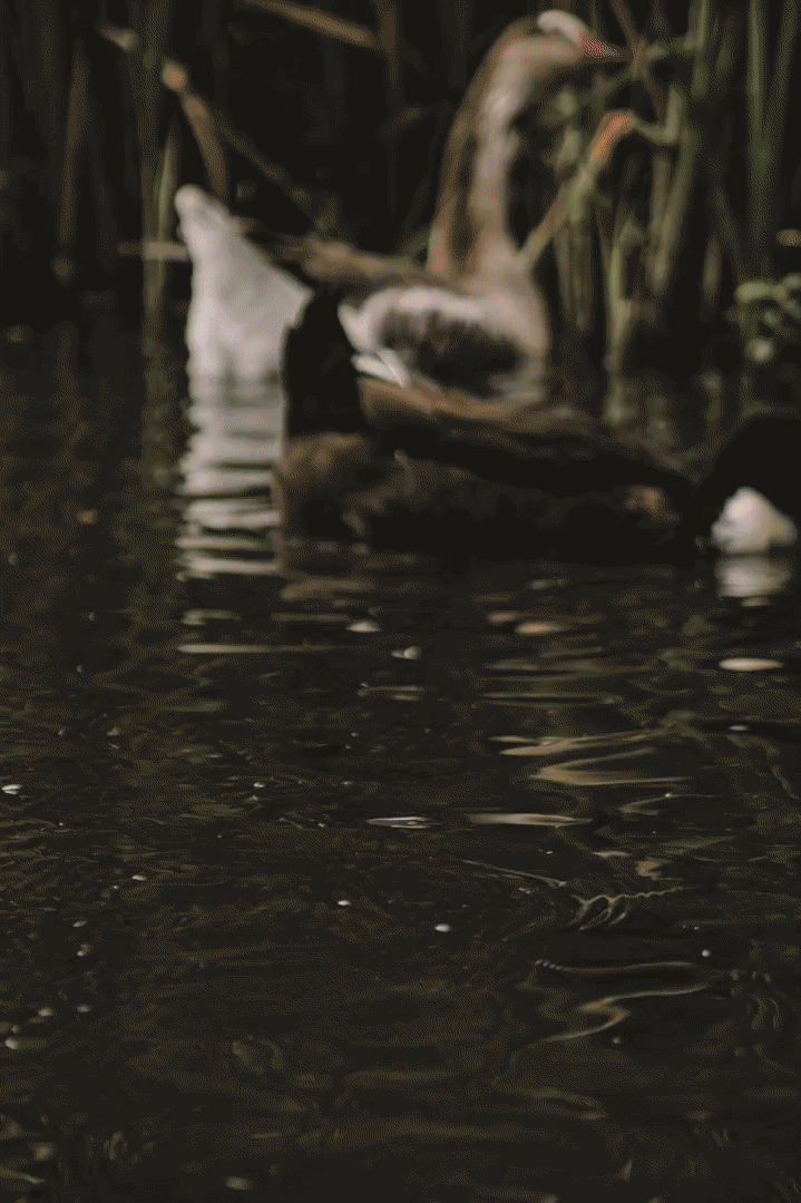 Lago Encantado — motion, 9.1
