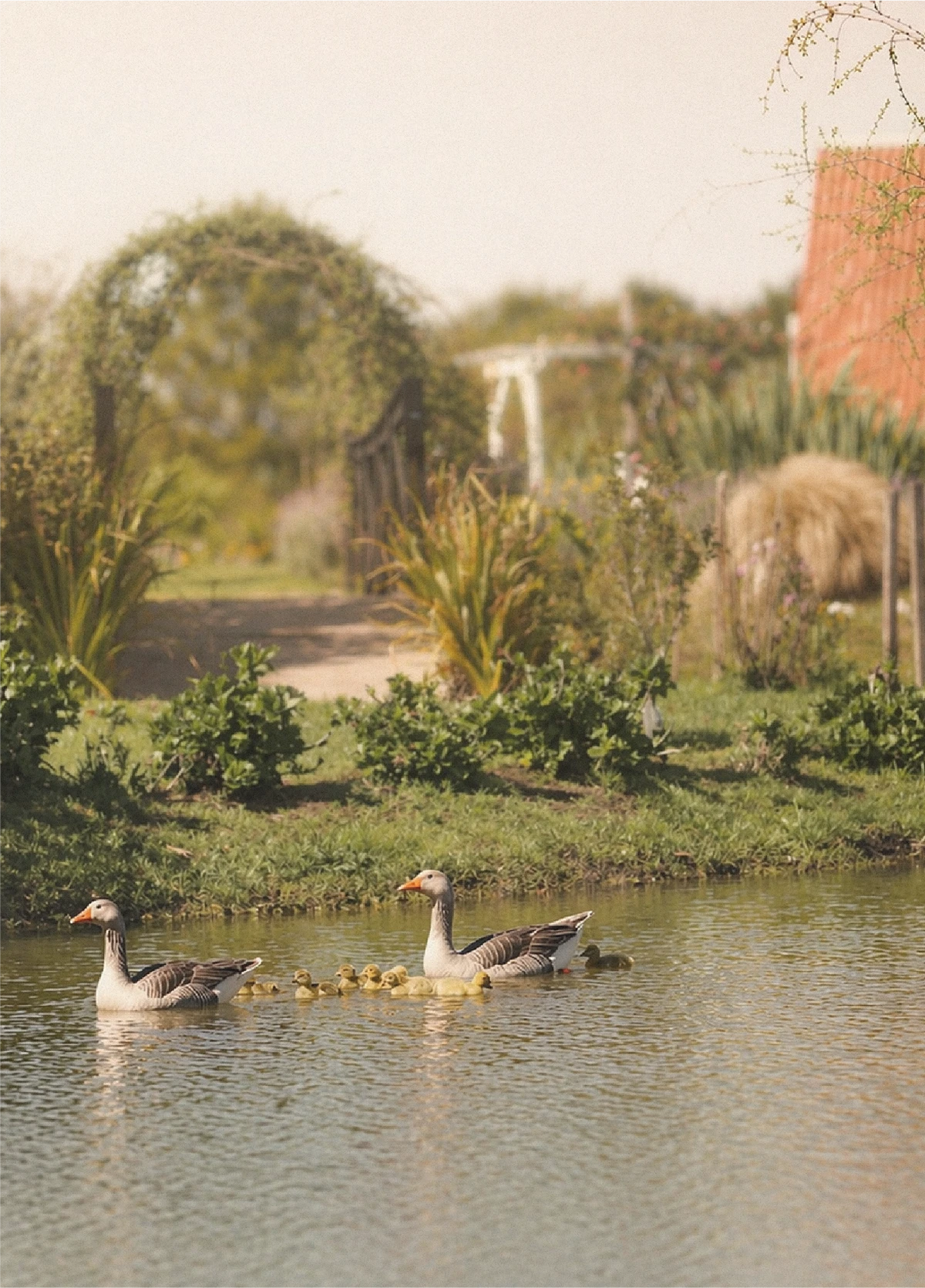 Lago Encantado — visual identity, 24.1